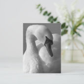 Swan B&W Postkarte (Stehend Vorderseite)
