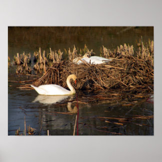 Swan beobachtet sein Partnerposter Poster
