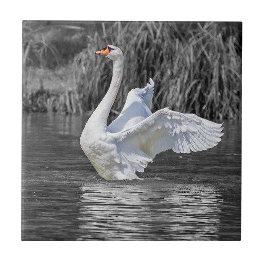 Swan Black and White Fotografy Fliese (Vorderseite)