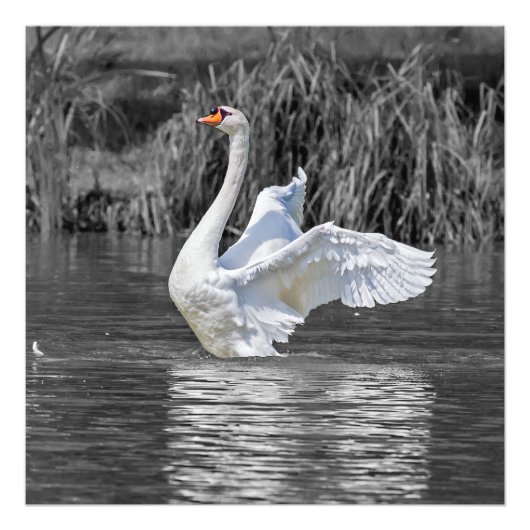 Swan Black and White Fotografy Fotodruck (Vorne)