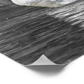 Swan Black and White Fotografy Poster (Ecke)