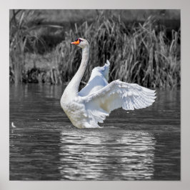 Swan Black and White Fotografy Poster