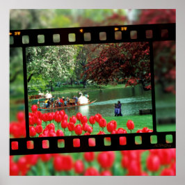 Swan Boats und Red Tulips Poster