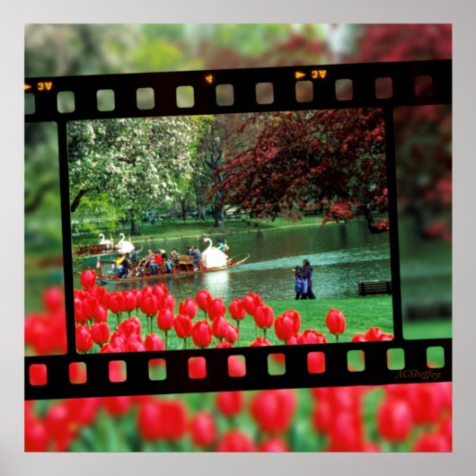 Swan Boats und Red Tulips Poster (Vorne)