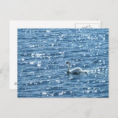 Swan, Cardiff Bay, Cardiff Postkarte (Vorne/Hinten)