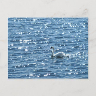 Swan, Cardiff Bay, Cardiff Postkarte