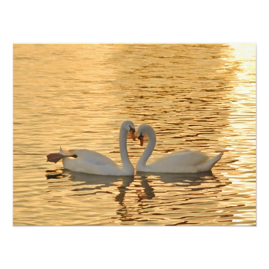 Swan Couple Meeting bei Sonnenuntergang Fotodruck (Vorne)