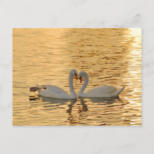 Swan Couple Meeting bei Sonnenuntergang Postkarte