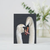 Swan Couple Postcard Postkarte (Stehend Vorderseite)