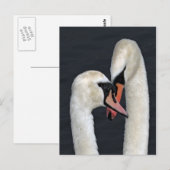 Swan Couple Postcard Postkarte (Vorne/Hinten)