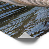 Swan & Cygnets Poster (Ecke)