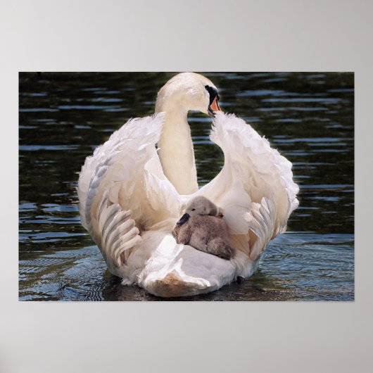 Swan & Cygnets Poster (Vorne)