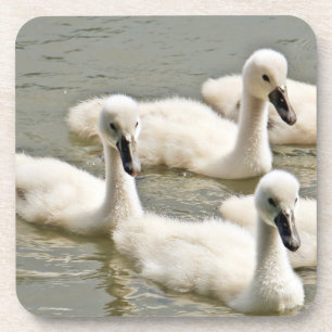 Swan Cygnets Schwimmen Getränkeuntersetzer