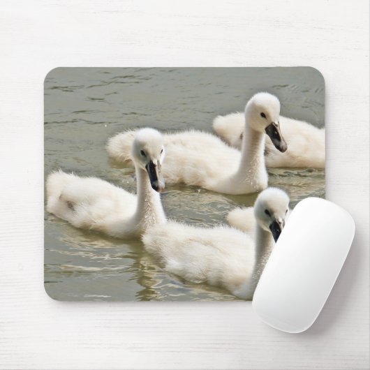 Swan Cygnets Schwimmen Mousepad (Mit Mouse)
