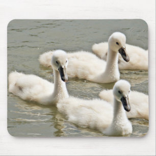 Swan Cygnets Schwimmen Mousepad