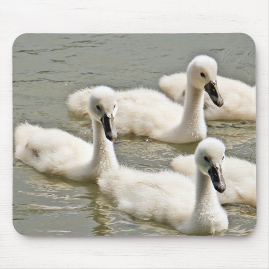 Swan Cygnets Schwimmen Mousepad (Vorne)
