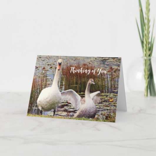 Swan Duck Blank Inside Thinking Your Card Dankeskarte (Vorderseite)