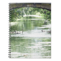 Swan-Familie am Fluss