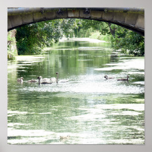 Swan-Familie am Fluss Poster