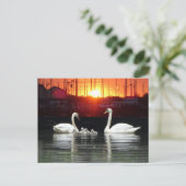 Swan Familie in Harbour Cust. BG DIY Postcard Postkarte (Stehend Vorderseite)