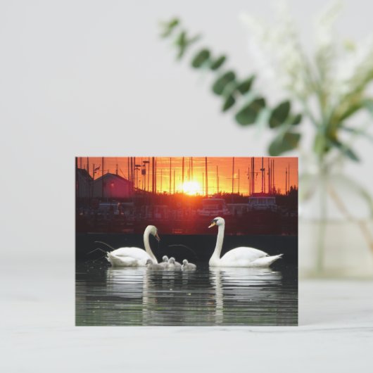 Swan Familie in Harbour Cust. BG DIY Postcard Postkarte (Stehend Vorderseite)