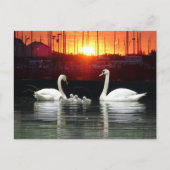 Swan Familie in Harbour Cust. BG DIY Postcard Postkarte (Vorderseite)