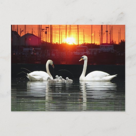 Swan Familie in Harbour Cust. BG DIY Postcard Postkarte (Vorderseite)