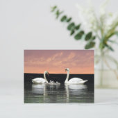 Swan Familie in Harbour Sky Cust. BG DIY Postcard Postkarte (Stehend Vorderseite)