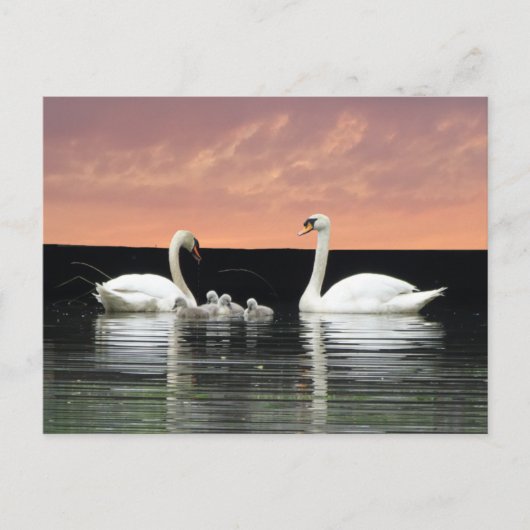 Swan Familie in Harbour Sky Cust. BG DIY Postcard Postkarte (Vorderseite)
