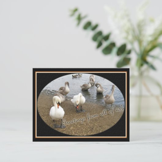 Swan-Familie Postkarte (Stehend Vorderseite)