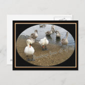 Swan-Familie Postkarte (Vorne/Hinten)