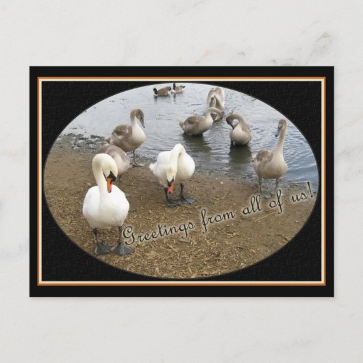 Swan-Familie Postkarte (Vorderseite)