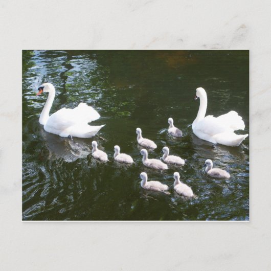 Swan-Familie Postkarte (Vorderseite)