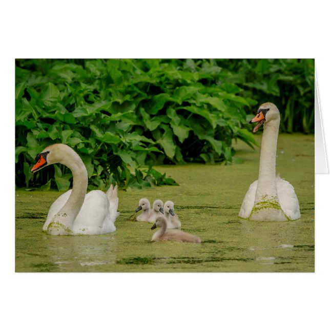 Swan Family (Vorderseite (Horizontal))