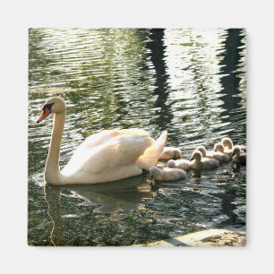 Swan Family 2 Inch Square Magnet