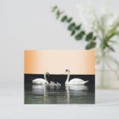 Swan Family Cust. BG Color DIY Postcard Postkarte (Stehend Vorderseite)