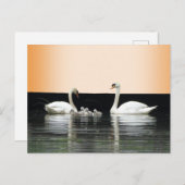 Swan Family Cust. BG Color DIY Postcard Postkarte (Vorne/Hinten)