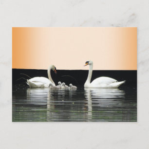 Swan Family Cust. BG Color DIY Postcard Postkarte