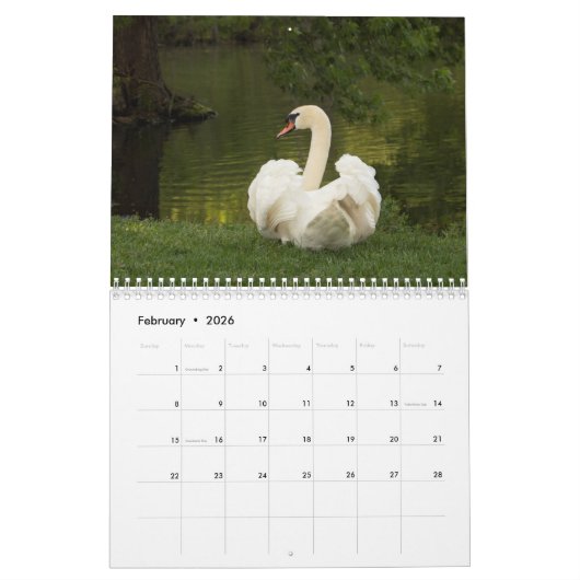 Swan Family Fotokalender Kalender (Feb 2026)