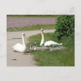 Swan Family on Cycle Path DIY Postkarte
