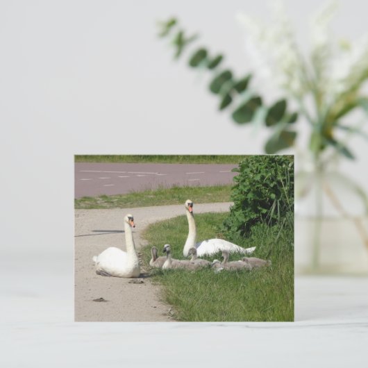 Swan Family on Cycle Path DIY Postkarte (Stehend Vorderseite)
