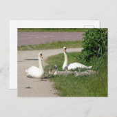 Swan Family on Cycle Path DIY Postkarte (Vorne/Hinten)
