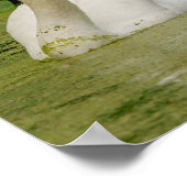 Swan Family Poster (Ecke)