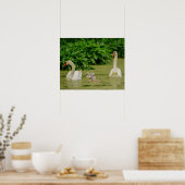Swan Family Poster (Küche)