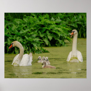 Swan Family Poster