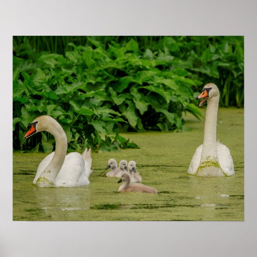Swan Family Poster (Vorne)