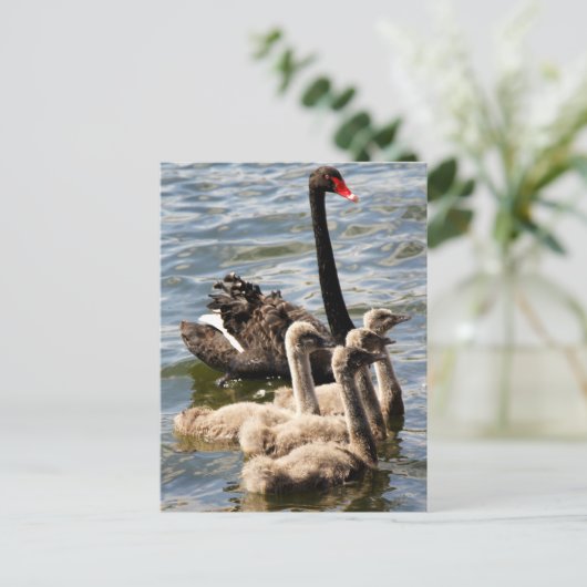 Swan Family Postkarte (Stehend Vorderseite)