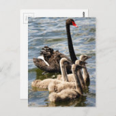 Swan Family Postkarte (Vorne/Hinten)