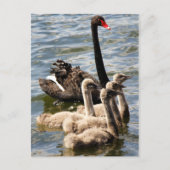 Swan Family Postkarte (Vorderseite)