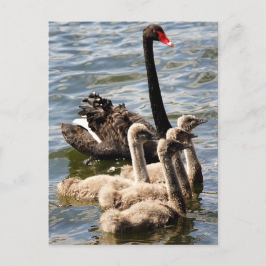 Swan Family Postkarte (Vorderseite)